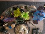 Zeer veel aquarium zaken, Dieren en Toebehoren, Vissen | Aquariumvissen