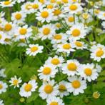 Grote Kamille / Moederkruid, Volle zon, Vaste plant, Zomer, Ophalen