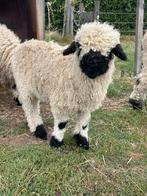Walliser ooilam, Dieren en Toebehoren, Schapen, Geiten en Varkens, Vrouwelijk, Schaap, 0 tot 2 jaar