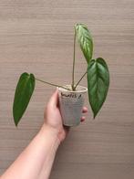 Anthurium pandurilaminum x, Ophalen of Verzenden
