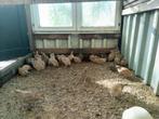 kwartels japanse kwartels, Meerdere dieren