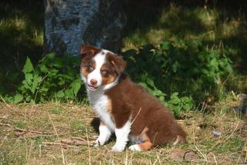 Chocolat Tricolor Border Collie pup  beschikbaar voor biedingen