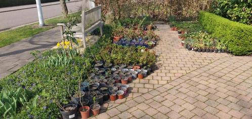 Vaste planten, Tuin en Terras, Planten | Tuinplanten, Ophalen