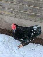 Wyandotte groothoender haan, Dieren en Toebehoren, Pluimvee, Mannelijk, Kip