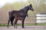 Oldenburger fokmerrie 9j, Dieren en Toebehoren, Paarden, Merrie, Gechipt, Niet van toepassing, Dressuurpaard