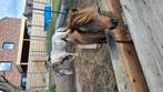 2 mooie hengsjes te koop. Gaan enkel samen weg, Dieren en Toebehoren