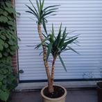 Verschillende kamerplanten/terrasplanten, Tuin en Terras, Planten | Bomen, Ophalen