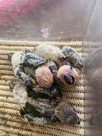 ❤️ Baby zonparkiet van 3,5 weken oud, Dieren en Toebehoren, Geslacht onbekend, Parkiet, Geringd