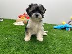 Biewer Yorkshire Terrier pups, Dieren en Toebehoren, Honden | Jack Russells en Terriërs, Yorkshire Terriër, België, 8 tot 15 weken