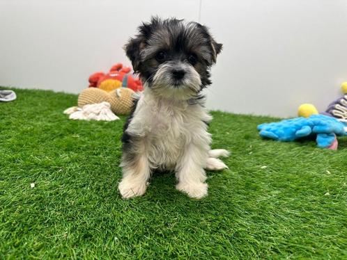 Biewer Yorkshire Terrier pups, Dieren en Toebehoren, Honden | Jack Russells en Terriërs, Teef, Yorkshire Terriër, Fokker | Professioneel