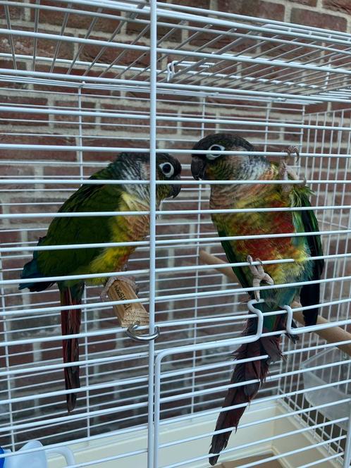 LAATSTE HALF TAMME PYRRHURAS NU 100 EURO/KOPPEL, Dieren en Toebehoren, Vogels | Parkieten en Papegaaien, Papegaai, Meerdere dieren