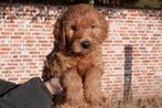 Magnifiques chiots Labradoodle medium abricot, avec pedigree, Animaux & Accessoires, Chiens | Retrievers, Épagneuls & Chiens d'eau