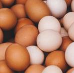 Verse scharreleieren, Diversen, Levensmiddelen, Ophalen