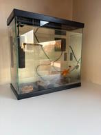 Zoetwateraquarium 18 L - Tom&Co, Ophalen, Zo goed als nieuw, Gevuld zoetwateraquarium