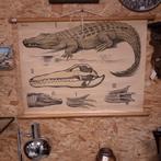 Vintage schoolplaat krokodil  Dybdahls, Antiek en Kunst, Ophalen of Verzenden