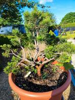 bonsai startplant Pinus mugo niet geënt, Ophalen