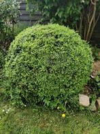 buxus, Ophalen, Buxus, Struik, 100 tot 250 cm
