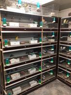 Agapornissen dwergpapagaai, Dieren en Toebehoren, Ophalen, Zo goed als nieuw