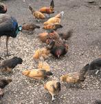 Antwerpse baardkriel, Dieren en Toebehoren, Pluimvee, Vrouwelijk, Kip