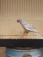 Colliers pour adultes et jeunes