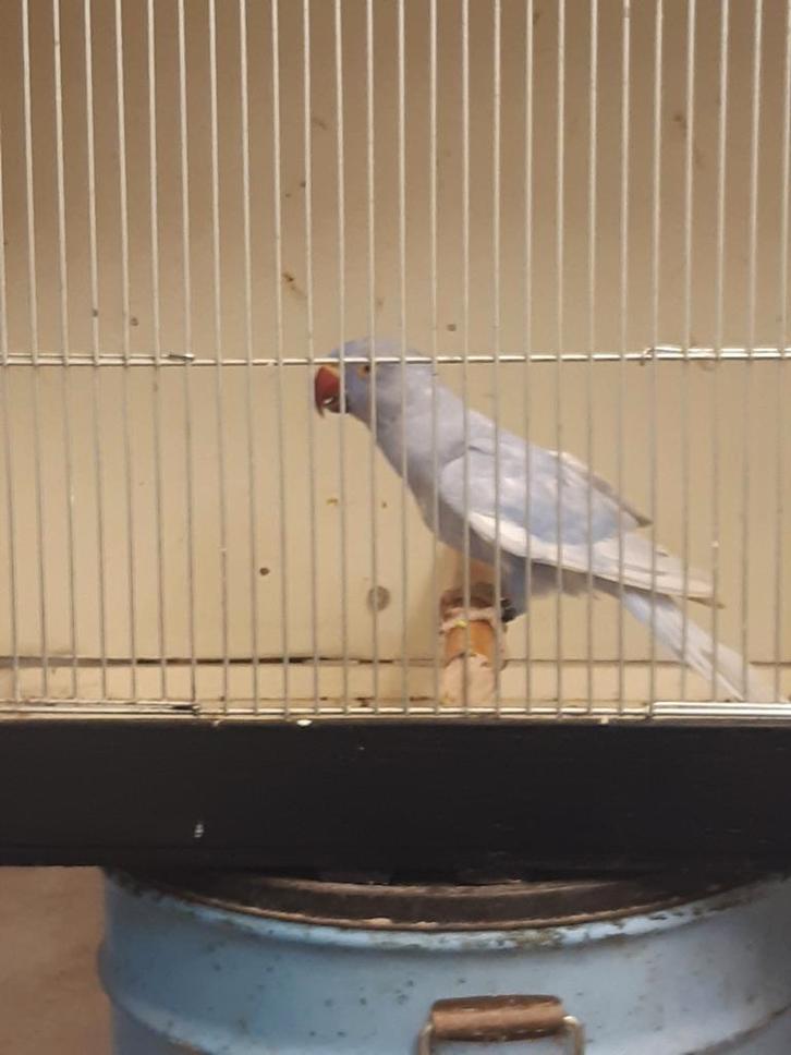 Colliers pour adultes et jeunes, Animaux & Accessoires, Oiseaux | Oiseaux Autre