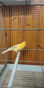 Mannelijke kanarie 2025 20€