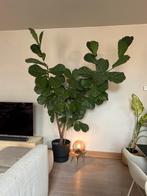 Vioolbladplant Ficus Lyrata, Huis en Inrichting, Ophalen, Ficus