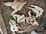 schedels van geiten, Crâne, Enlèvement ou Envoi