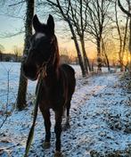 Plekje op weide gezocht, Dieren en Toebehoren, Stalling en Weidegang