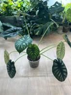 Alocasia Dragon Scale XL, Huis en Inrichting, Kamerplanten, Ophalen of Verzenden