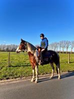 Quarter paint ruin 5j, Dieren en Toebehoren, Paarden, Gechipt, Minder dan 160 cm, Ruin, 3 tot 6 jaar