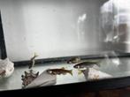 Danio’s vissen gratis, Dieren en Toebehoren