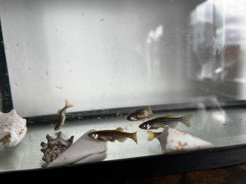 Danio’s vissen gratis beschikbaar voor biedingen