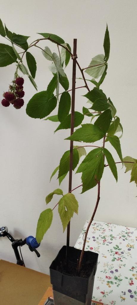 Wintergroene framboos, Tuin en Terras, Planten | Fruitbomen, Overige soorten, Ophalen