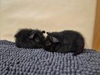 2 jonge cavia zusjes, Dieren en Toebehoren, Knaagdieren, Vrouwelijk, Cavia, Tam