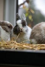 Konijnen, Dieren en Toebehoren, Mannelijk, Overige typen, Tam, Oktober