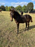Goed ontwikkeld en bespierd veulen van Glasgow vh Merelsnest, Dieren en Toebehoren, Paarden, Springpaard, Gechipt, 0 tot 2 jaar