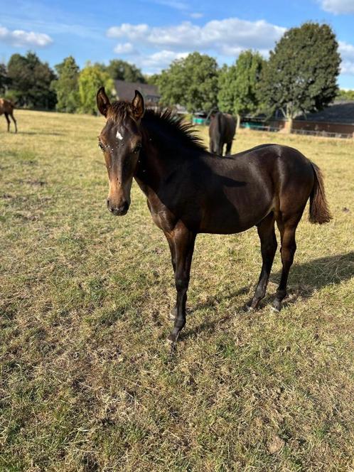 Goed ontwikkeld en bespierd veulen van Glasgow vh Merelsnest, Dieren en Toebehoren, Paarden, Hengst, Onbeleerd, 0 tot 2 jaar, Springpaard