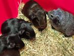 Mooie cavias verschilende kleurslagen, Cavia, Tam
