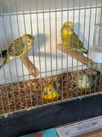 Roodrug parkieten, Dieren en Toebehoren, Meerdere dieren, Parkiet, Geringd