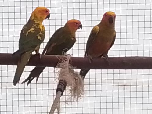 Zonparkieten, Dieren en Toebehoren, Vogels | Parkieten en Papegaaien