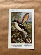 Vogels van België Nr. 175 Roodkopklauwier, Ophalen of Verzenden, Ongelopen, Vogel