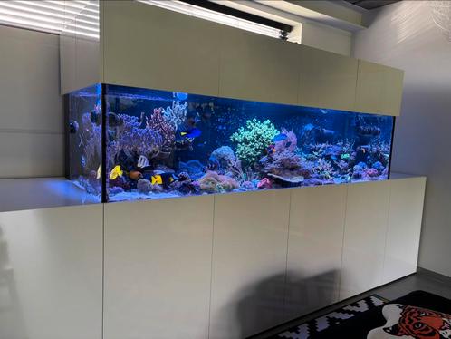 Koraal stekken beschikbaar, Dieren en Toebehoren, Vissen | Aquaria en Toebehoren, Nieuw, Ophalen