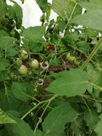 Tomatenplanten Uovo Roseo, Ophalen