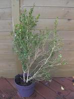 buxus plant in pot, Ophalen, Buxus, Minder dan 100 cm