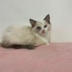 chatons Ragdoll à vendre, Plusieurs animaux, Vermifugé, 0 à 2 ans