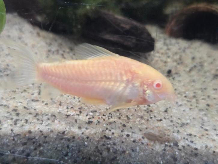 mini albino corydoras, Dieren en Toebehoren, Vissen | Aquariumvissen, Vis