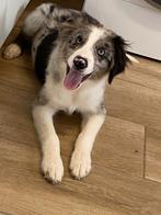Border collie pups reukes, Dieren en Toebehoren, België, 15 weken tot 1 jaar, Reu, CDV (hondenziekte)