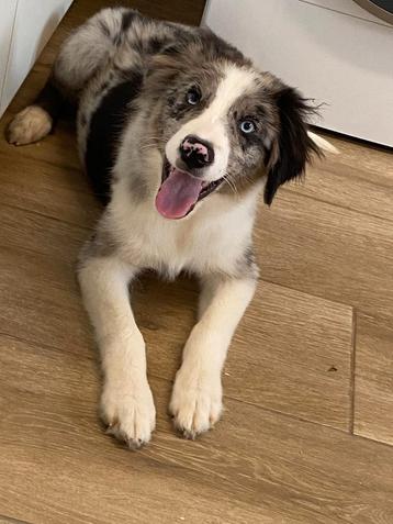 Border collie pups reukes beschikbaar voor biedingen