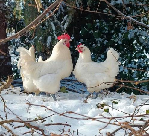 Bresse Gauloise: jonge kippen 8 weken, Dieren en Toebehoren, Pluimvee